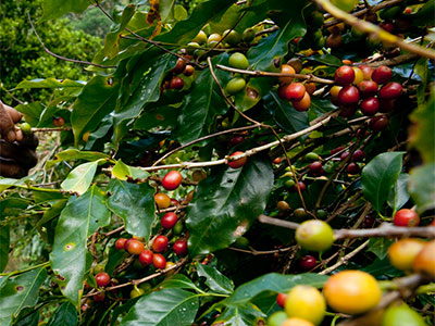 Hacienda Coffee Philosophy